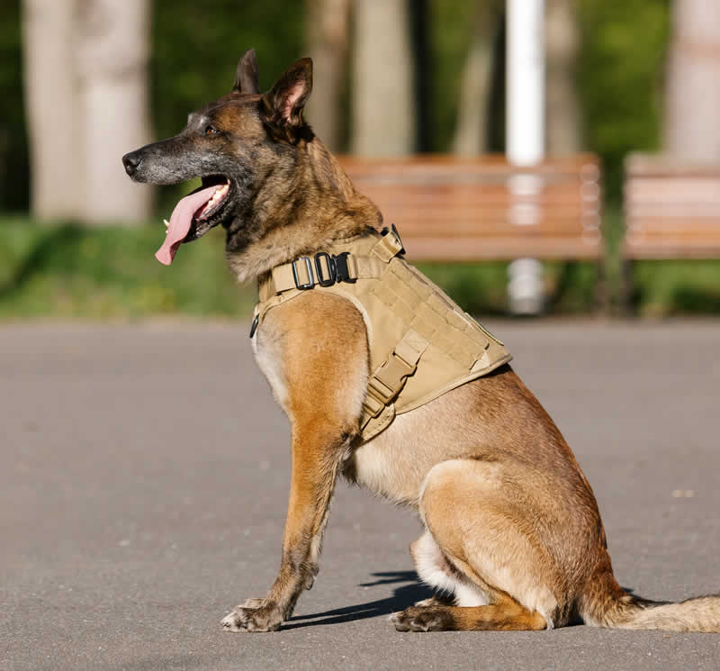Taktisches Trainings-Hundegeschirr- und Leinen-Set